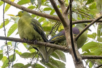 Sri Lanka Green Pigeon - Ceylonpapegaaiduif - Colombar pompadour (m+f)