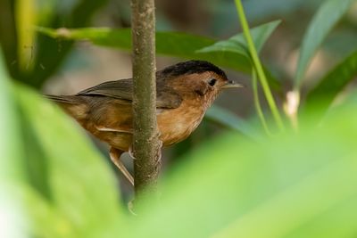 Brown-capped Babbler - Bruinkapjungletimalia - Akalat à calotte brune
