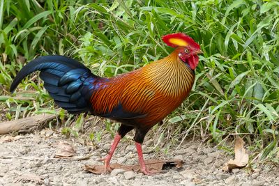 Sri Lanka Junglefowl - Ceylonhoen - Coq de Lafayette (m)