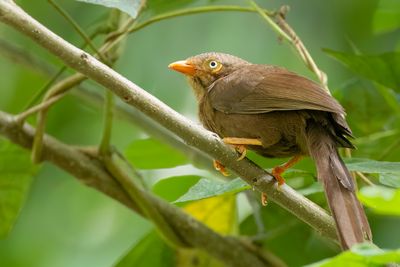 Orange-billed Babbler - Ceylonese Babbelaar - Cratérope de Ceylan