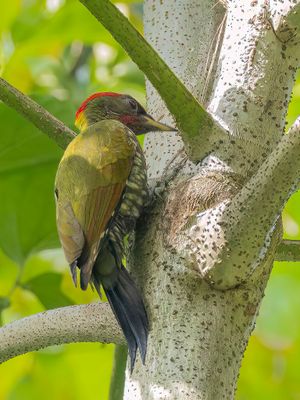 Lesser Yellownape - Kleine Geelkuifspecht - Pic à huppe jaune (m)