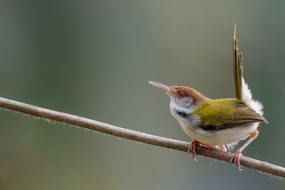 Common Tailorbird - Langstaartsnijdervogel - Couturière à longue queue