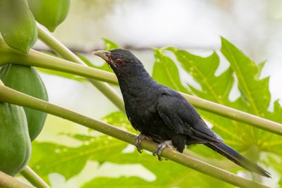 Asian Koel - Indische Koël - Coucou koël (m)