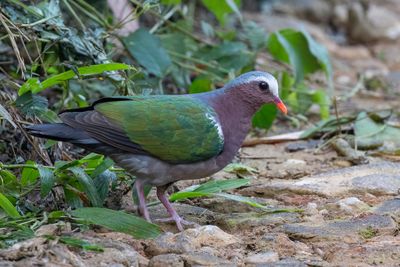 Common Emerald Dove - Smaragdduif - Colombine turvert