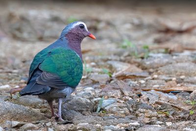 Common Emerald Dove - Smaragdduif - Colombine turvert