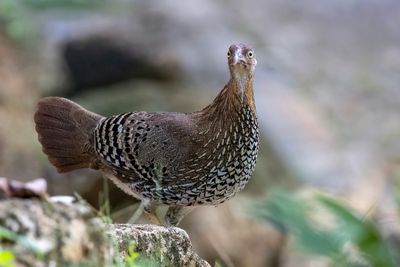 Sri Lanka Junglefowl - Ceylonhoen - Coq de Lafayette (f)