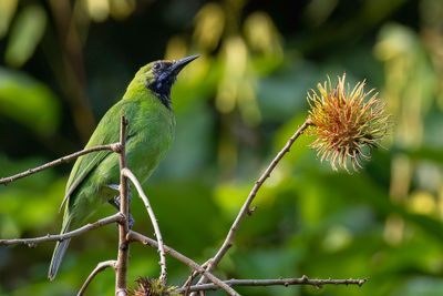 Golden-fronted Leafbird - Goudvoorhoofdbladvogel - Verdin à front d'or