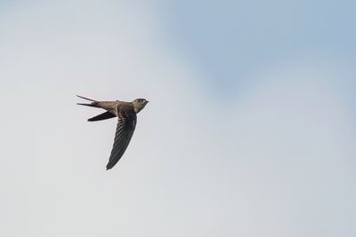 Asian Palm Swift - Aziatische Palmgierzwaluw - Martinet batassia