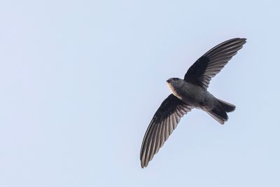 Indian Swiftlet - Malabarsalangaan - Salangane de Malabar