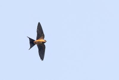Sri Lanka Swallow - Ceylonzwaluw - Hirondelle du Sri Lanka