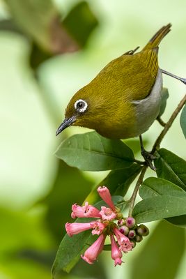 Sri Lanka White-eye - Ceylonese Brilvogel - Zostérops de Ceylan
