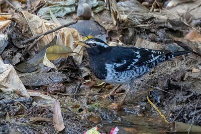 Pied Thrush - Eksterlijster - Grive de Ward (m)