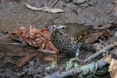 Pied Thrush - Eksterlijster - Grive de Ward (f)