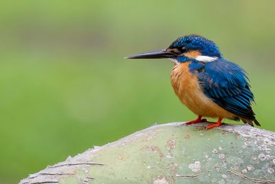 Common Kingfisher - IJsvogel - Martin-pêcheur d'Europe (m)
