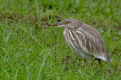 Indian Pond Heron - Indische Ralreiger - Crabier de Gray