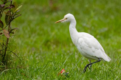 Eastern Cattle Egret - Oostelijke Koereiger - Garde-boeufs d'Asie