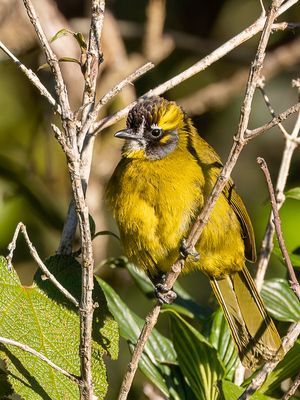Yellow-eared Bulbul - Geelpluimbuulbuul - Bulbul oreillard