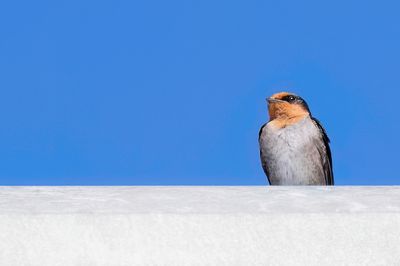 Hill Swallow - Hutzwaluw - Hirondelle des Nilgiri