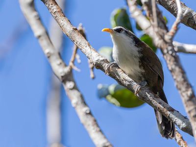 Sri Lanka Scimitar Babbler - Ceylonese Kruiplijster - Pomatorhin de Ceylan