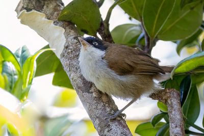 Dark-fronted Babbler - Zwartvoorhoofdbabbelaar - Timalie à tête noire