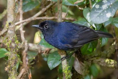 Sri Lanka Whistling Thrush - Ceylonfluitlijster - Arrenga de Ceylan