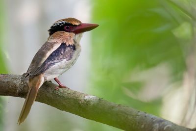 Sulawesi Lilac Kingfisher - Blauwoorijsvogel - Martin-chasseur oreillard