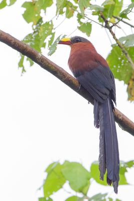 Yellow-billed Malkoha - Sulawesimalkoha - Malcoha à bec peint