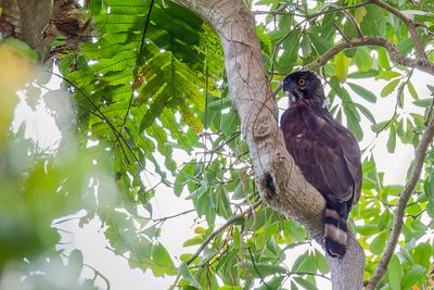 Sulawesi Hawk-Eagle - Celebeskuifarend - Aigle des Clbes