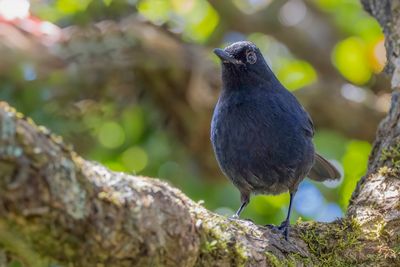 Sri Lanka Whistling Thrush - Ceylonfluitlijster - Arrenga de Ceylan