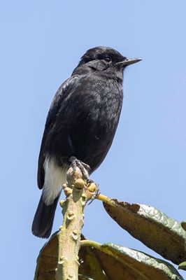 Pied Bush Chat - Zwarte Roodborsttapuit - Tarier pie (m)
