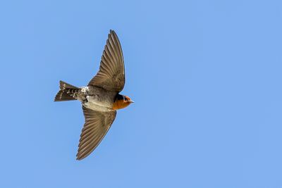 Hill Swallow - Hutzwaluw - Hirondelle des Nilgiri