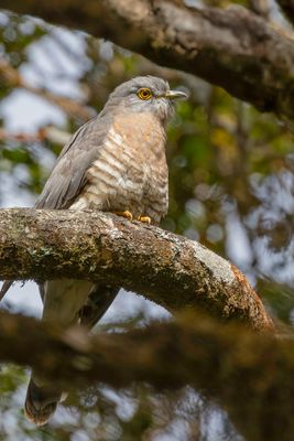 Common Hawk-Cuckoo - Indische Sperwerkoekoek - Coucou shikra