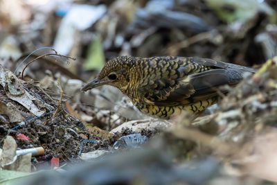 Sri Lanka Thrush - Ceylongoudlijster - Grive du Sri Lanka