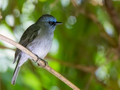Dull-blue Flycatcher - Ceylonvliegenvanger - Gobemouche de Ceylan