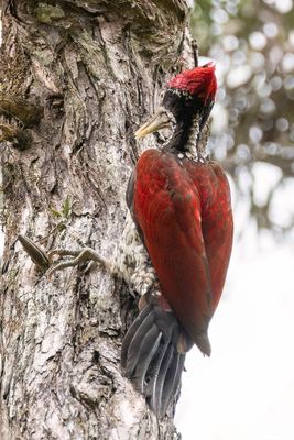 Crimson-backed Flameback - Ceylonese Goudrugspecht - Pic du Sri Lanka (m)