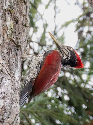 Crimson-backed Flameback - Ceylonese Goudrugspecht - Pic du Sri Lanka (m)