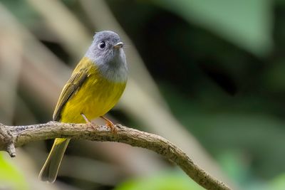 Grey-headed Canary-flycatcher - Grijskopvliegenvanger - Gobemouche à tête grise