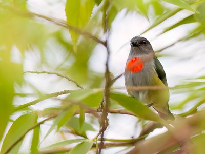 Halmahera Flowerpecker - Halmaherahoningvogel - Dice d'Halmahera