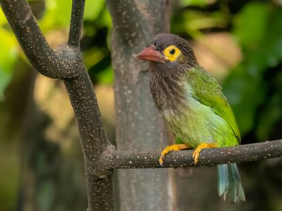 Brown-headed Barbet - Bruinkopbaardvogel - Barbu à tête brune