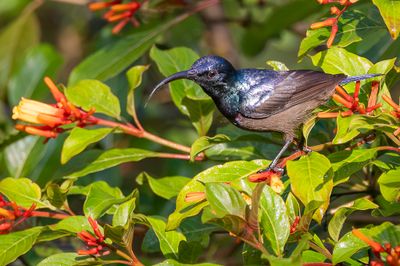 Loten's Sunbird - Lotens Honingzuiger - Souimanga de Loten (m)