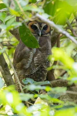 Brown Wood Owl - Bruine Bosuil - Chouette leptogramme