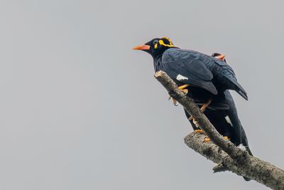Southern Hill Myna - Indiase Beo - Mainate indien