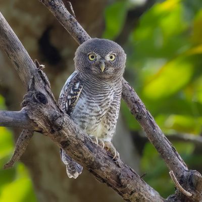 Jungle Owlet - Jungledwerguil - Chevêchette de jungle