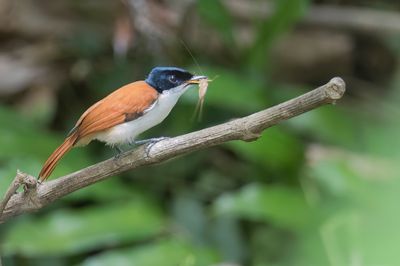 Shining Flycatcher - Zwarte Monarch - Monarque luisant (f)