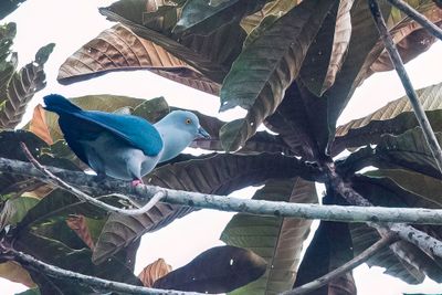 Geelvink Imperial Pigeon - Geelvinkmuskaatduif - Carpophage de Geelvink