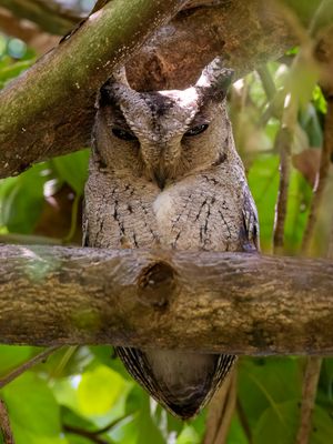 Indian Scops Owl - Indische Dwergooruil - Petit-duc indien