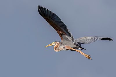 Purple Heron - Purperreiger - Héron pourpré