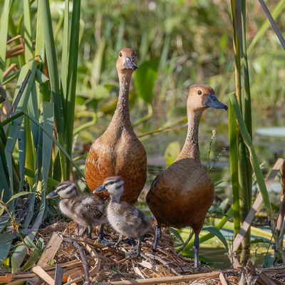 Lesser Whistling Duck - Indische Fluiteend - Dendrocygne siffleur