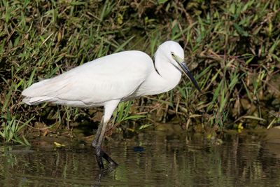 Western Reef Heron - Westelijke Rifreiger - Aigrette des récifs