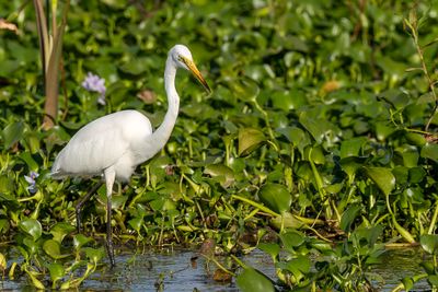 Great Egret - Grote Zilverreiger - Grande Aigrette